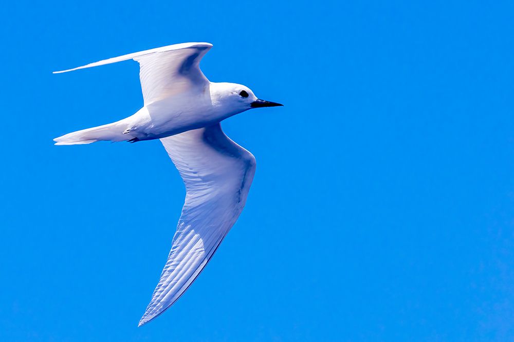 White Tern in Hawaiian a Manu-o-Ku in flight-Waikiki art print by Tom Norring for $57.95 CAD