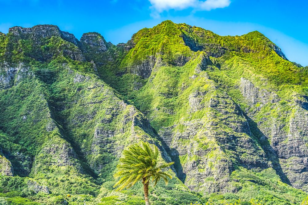 Palm tree-Ko?olau Regional Park-North Shore-Oahu-Hawaii art print by William Perry for $57.95 CAD