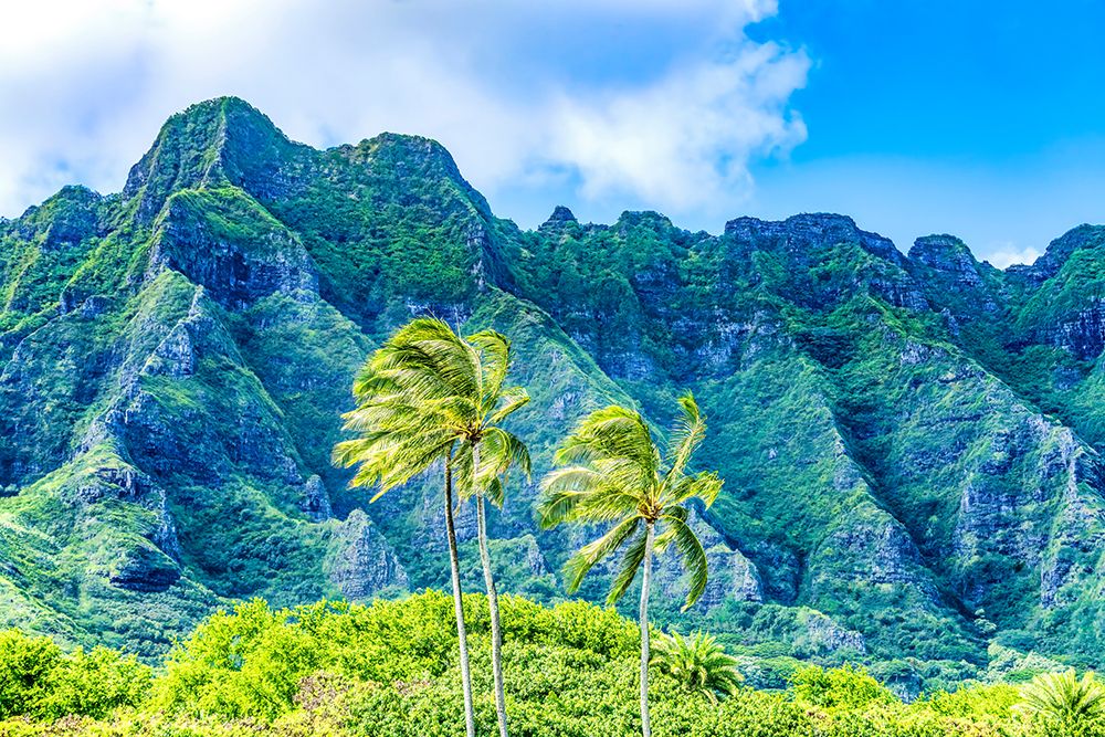 Palm trees-Ko?olau Regional Park-North Shore-Oahu-Hawaii art print by William Perry for $57.95 CAD