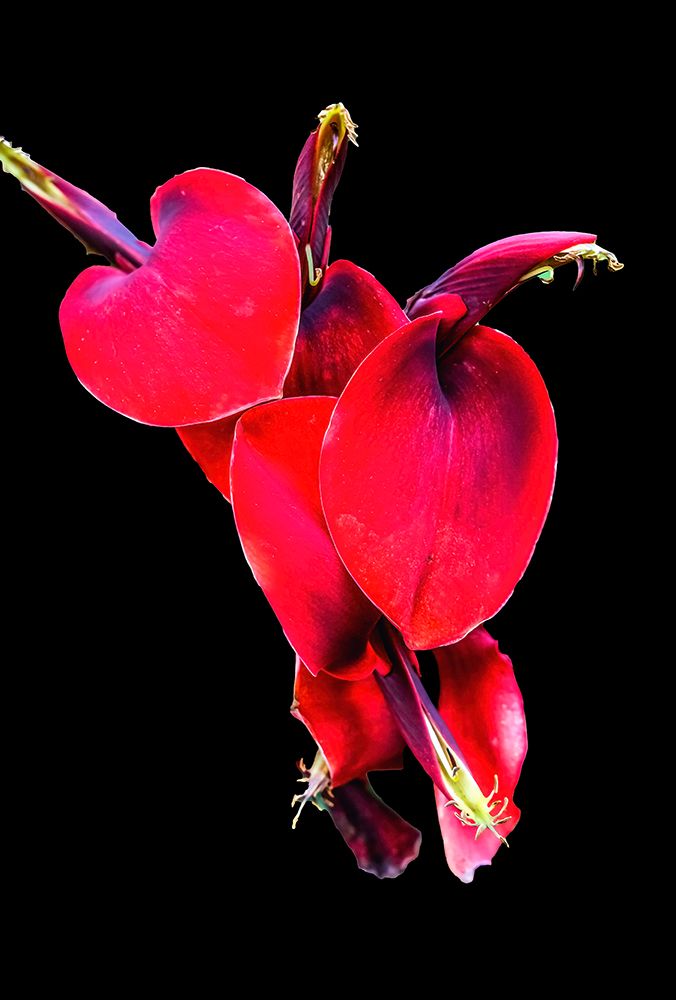 Red Coral Tree-Oahu-Hawaii. art print by William Perry for $57.95 CAD
