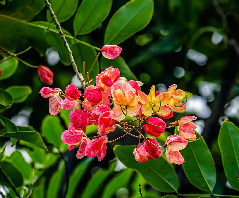 Rainbow shower tree-Oahu-North Shore-Hawaii art print by William Perry for $57.95 CAD
