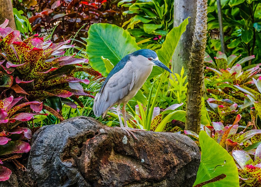 Black-Crowned Night Heron fishing-Waikiki-Honolulu-Hawaii. art print by William Perry for $57.95 CAD