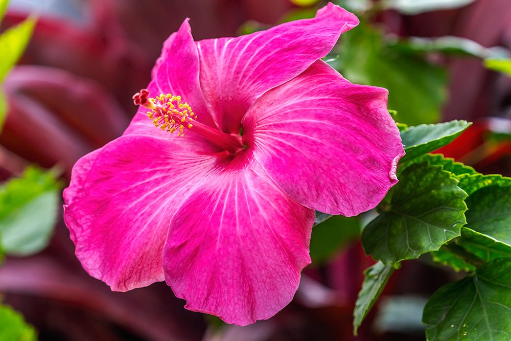 Hibiscus flowers-Oahu-Hawaii. art print by William Perry for $57.95 CAD