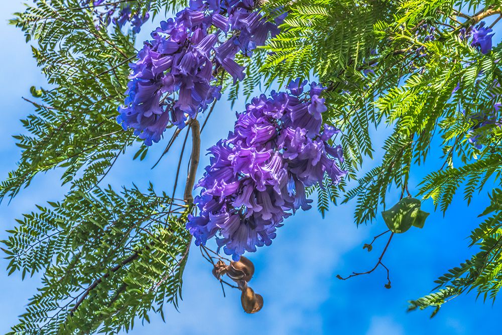 Blue Jacaranda flowers-Waikiki-Honolulu-Hawaii. art print by William Perry for $57.95 CAD