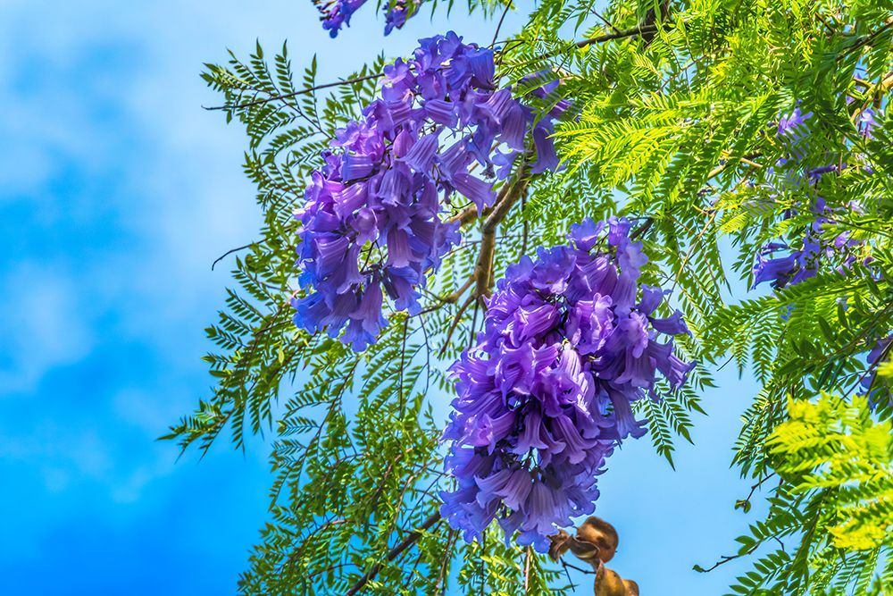 Blue Jacaranda flowers-Waikiki-Honolulu-Hawaii. art print by William Perry for $57.95 CAD