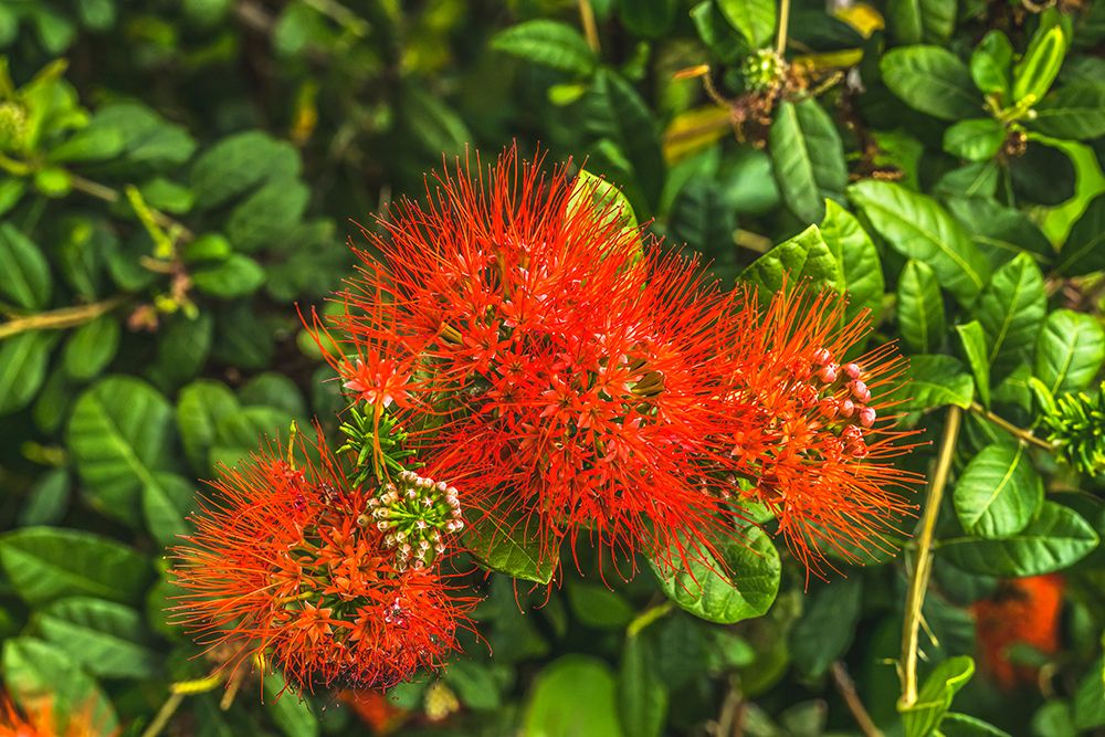 Red Ohia Lehua flower-Waikiki-Honolulu-Hawaii. art print by William Perry for $57.95 CAD