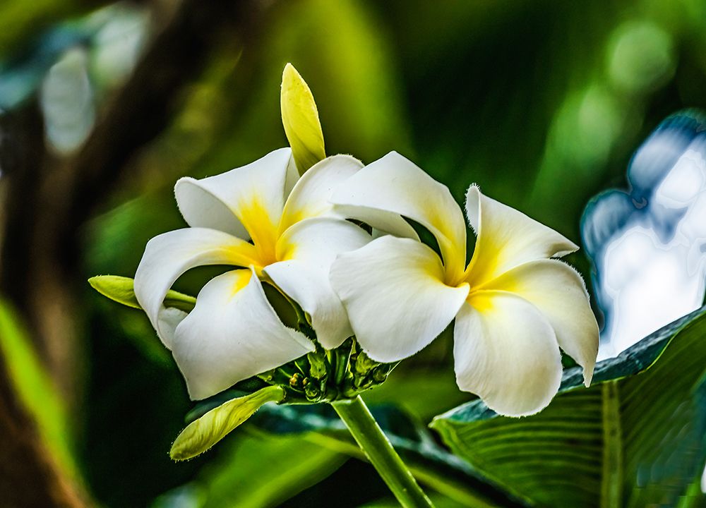 White yellow frangipani plumeria-Waikiki-Honolulu-Hawaii. art print by William Perry for $57.95 CAD