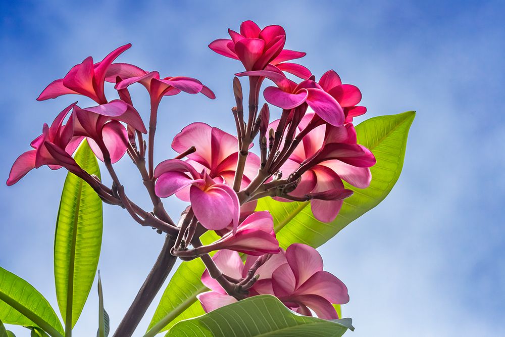 Pink yellow frangipani plumeria-Waikiki-Honolulu-Hawaii. art print by William Perry for $57.95 CAD