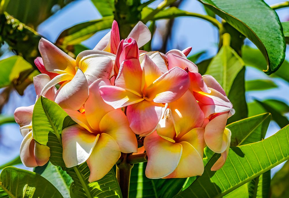 White yellow Pink frangipani plumeria-Waikiki-Honolulu-Hawaii. art print by William Perry for $57.95 CAD