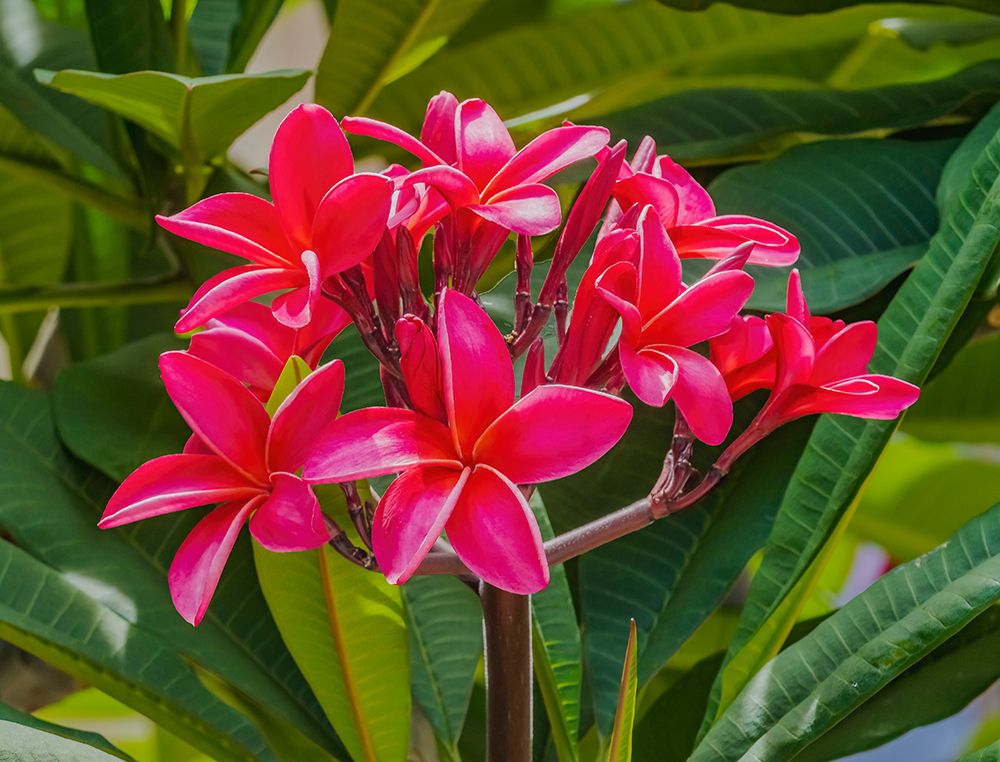 Red frangipani plumeria-Waikiki-Honolulu-Hawaii. art print by William Perry for $57.95 CAD
