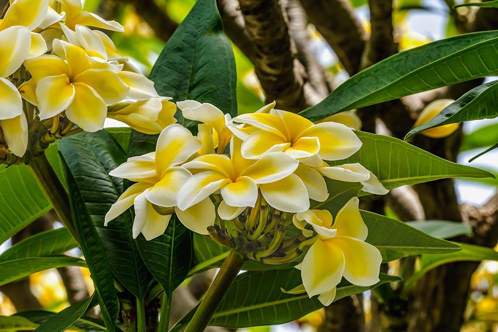 White yellow frangipani plumeria-Waikiki-Honolulu-Oahu-Hawaii. art print by William Perry for $57.95 CAD