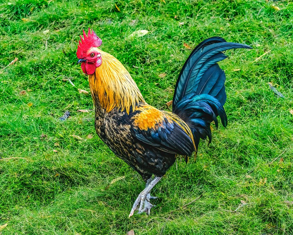 Red junglefowl rooster-Oahu-Hawaii. art print by William Perry for $57.95 CAD