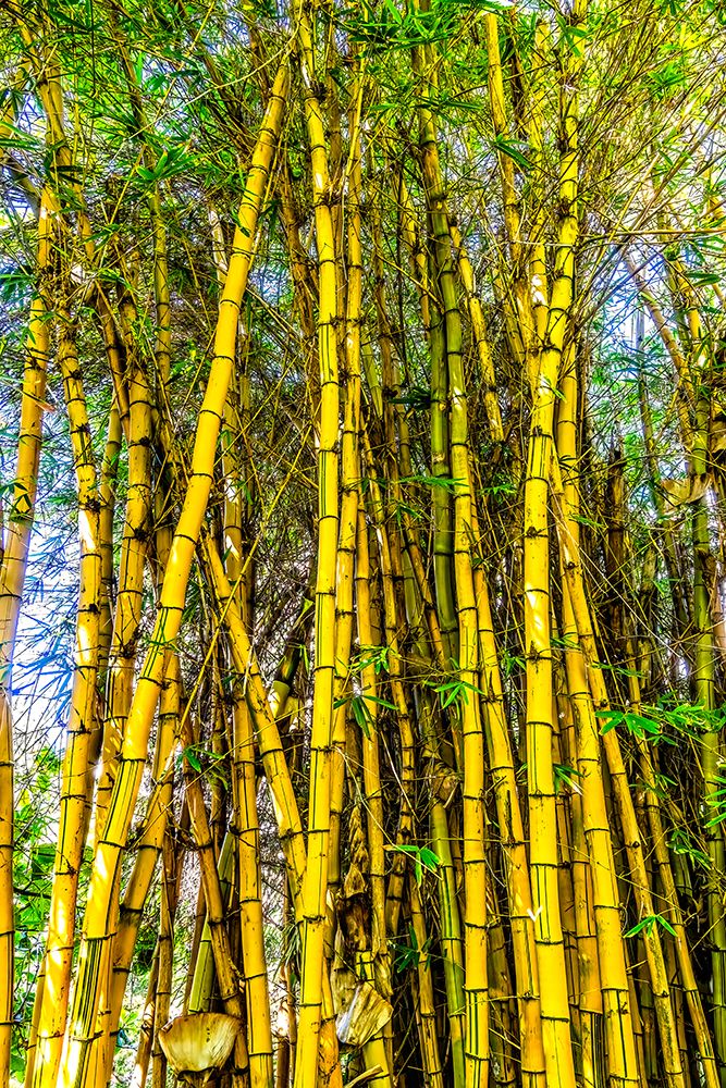 Golden Hawaiian painted bamboo, Waikiki, Honolulu, Oahu, Hawaii. art print by William Perry for $57.95 CAD