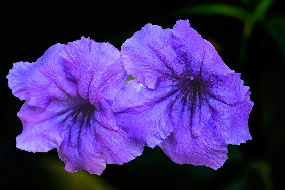 Purple Mexican petunia, Waikiki, Honolulu, Oahu, Hawaii. Originally from Mexico. Invasive species. art print by William Perry for $57.95 CAD
