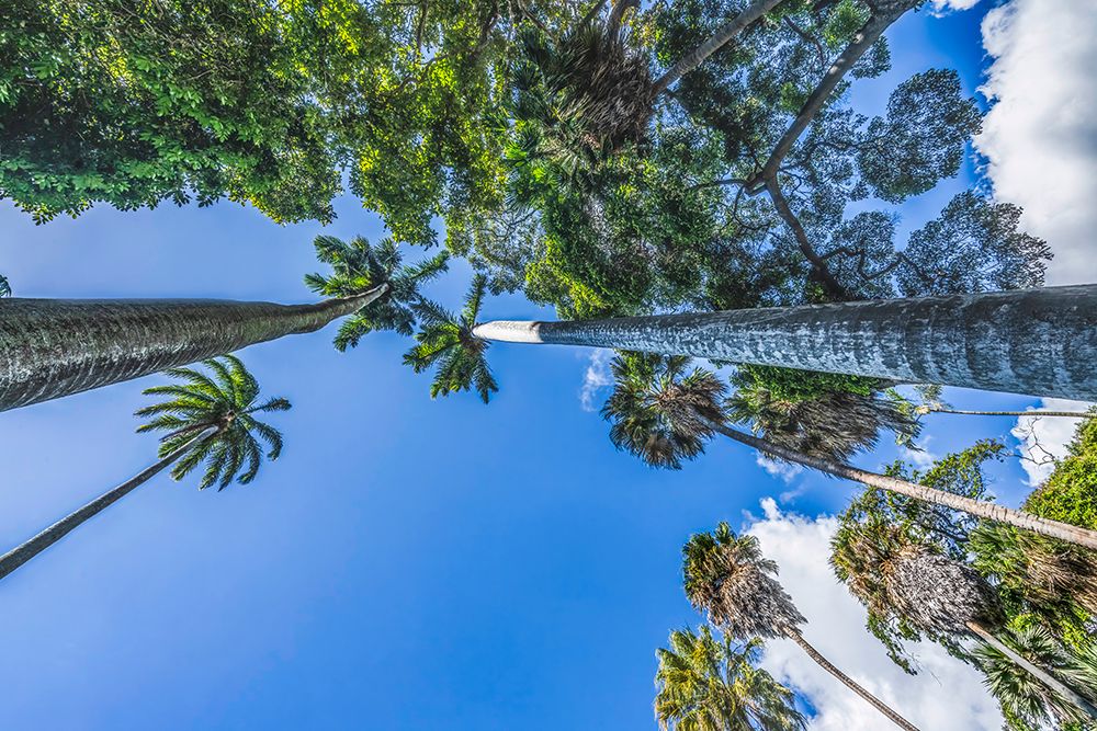 Very tall grove royal palm tree, Honolulu, Oahu, Hawaii. art print by William Perry for $57.95 CAD