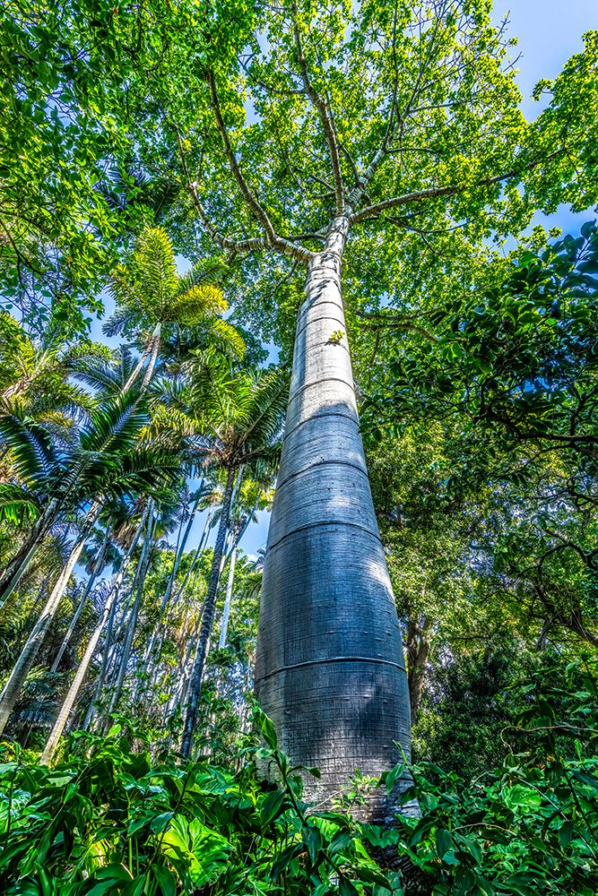 Very tall cup tree, Honolulu, Oahu, Hawaii. Native to South America now around the world. art print by William Perry for $57.95 CAD