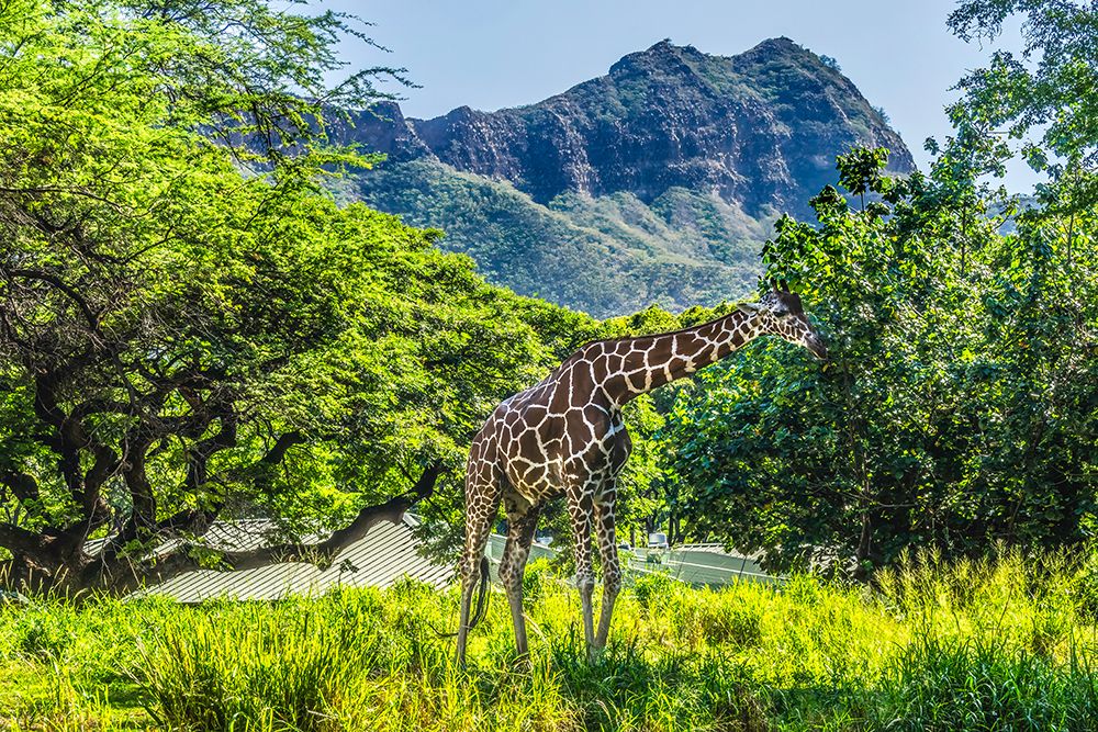 Colorful reticulated giraffe, Diamond Head, Waikiki, Oahu, Hawaii. art print by William Perry for $57.95 CAD