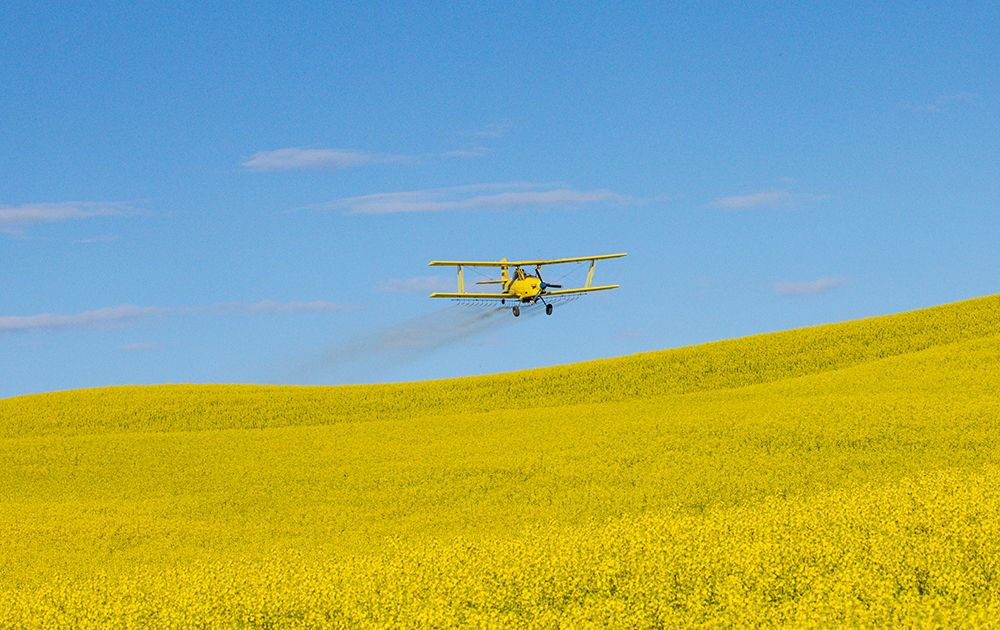 USA, Idaho. Yellow crop duster spraying over canola field art print by Darrell Gulin for $57.95 CAD