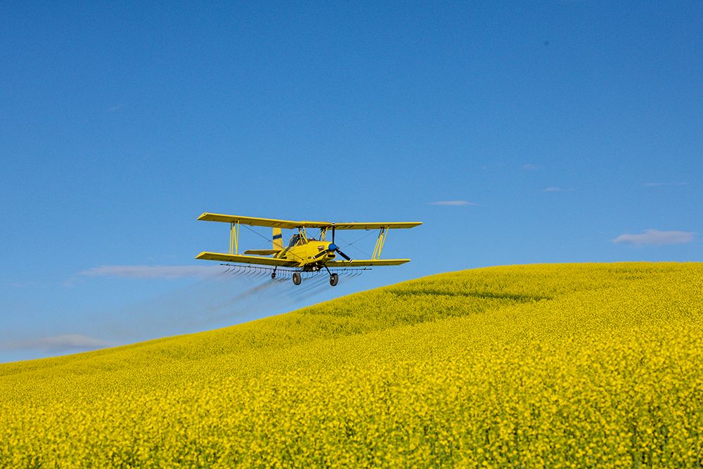 USA, Idaho. Yellow crop duster spraying over canola field art print by Darrell Gulin for $57.95 CAD