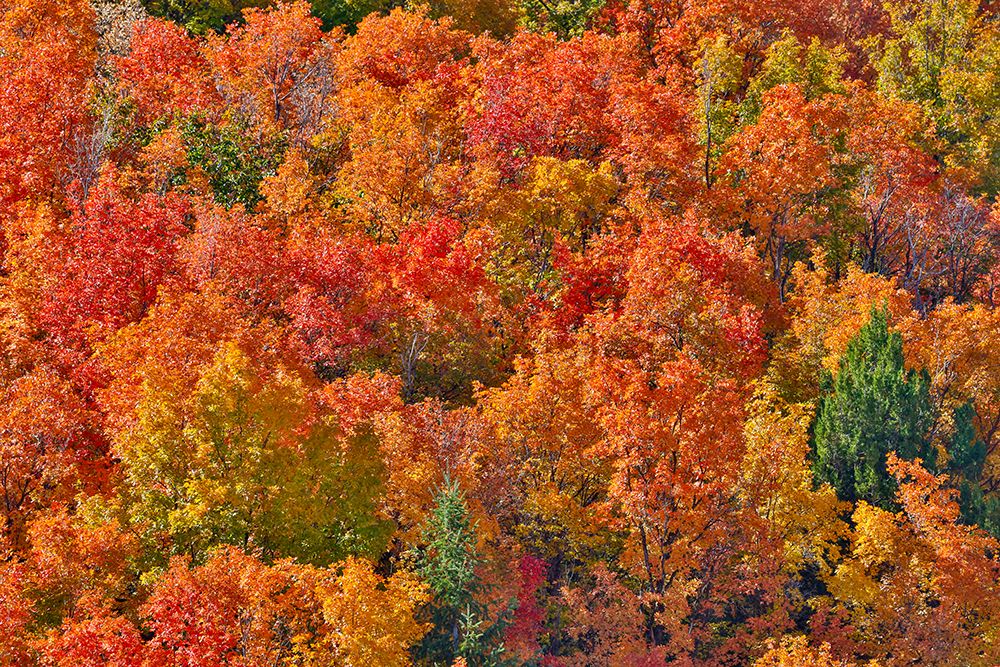 USA, Idaho. Bloomington Canyon Road hillsides in fall color on maple art print by Darrell Gulin for $57.95 CAD