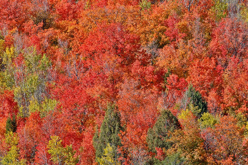 USA, Idaho. Bloomington Canyon Road hillsides in fall color on maple art print by Darrell Gulin for $57.95 CAD