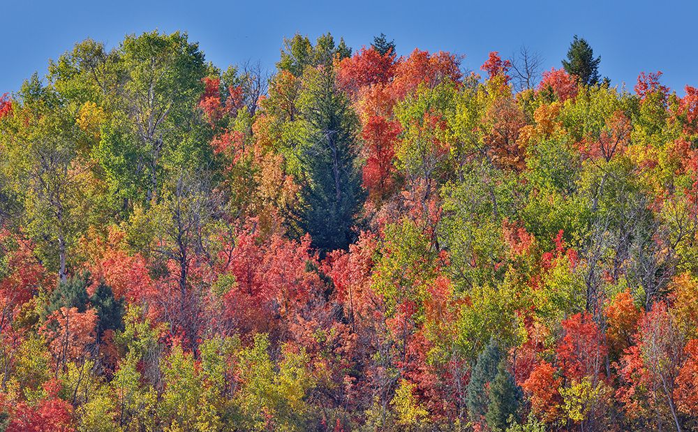 USA, Idaho. Bloomington Canyon Road hillsides in fall color on maple art print by Darrell Gulin for $57.95 CAD