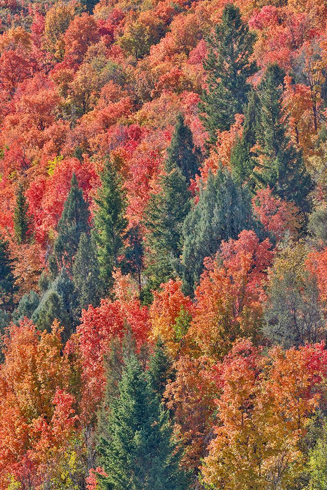 USA, Idaho. Bloomington Canyon Road hillsides in fall color on maple art print by Darrell Gulin for $57.95 CAD