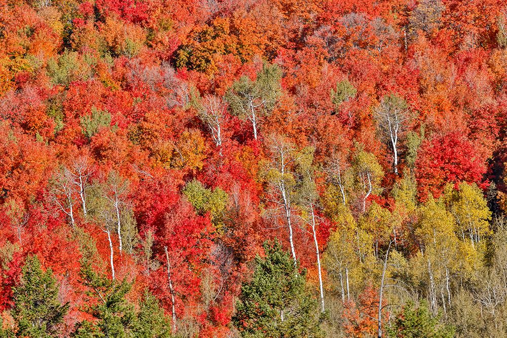USA, Idaho. Aspen and maple near Liberty and Bear Lake in autumn colors art print by Darrell Gulin for $57.95 CAD