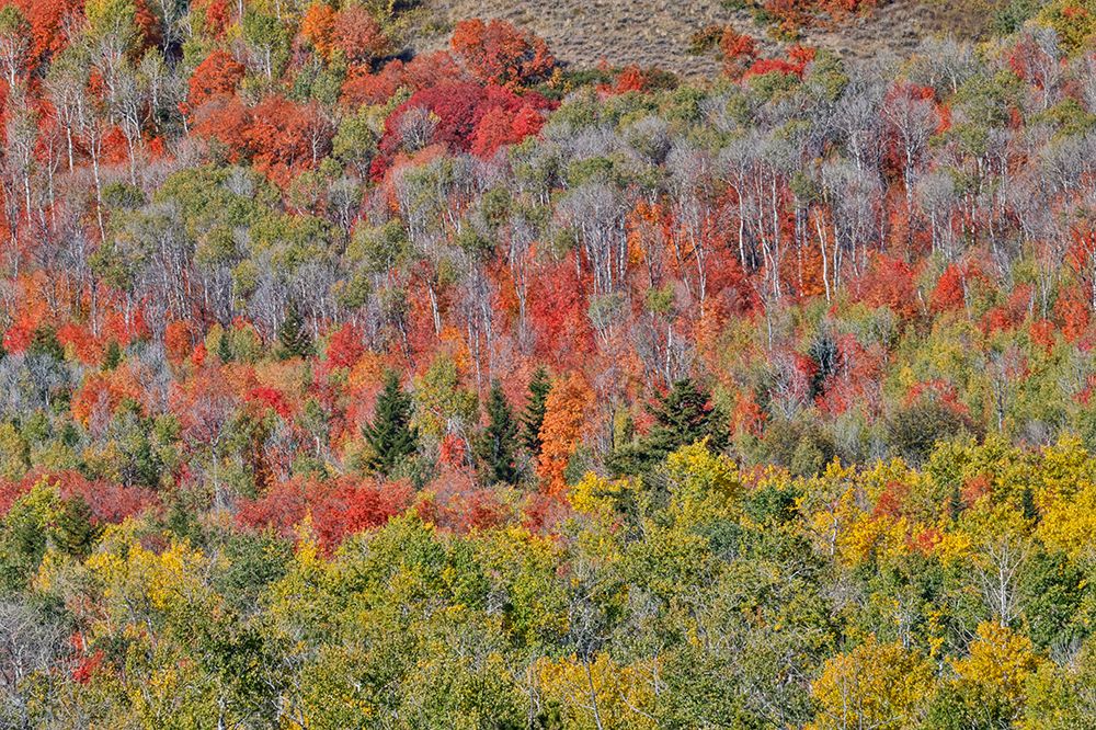 USA, Idaho. Aspen and maple near Liberty and Bear Lake in autumn colors art print by Darrell Gulin for $57.95 CAD