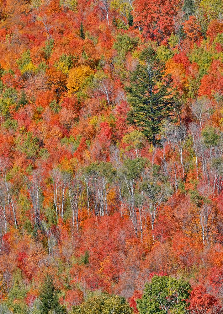 USA, Idaho. Aspen and maple near Liberty and Bear Lake in autumn colors art print by Darrell Gulin for $57.95 CAD