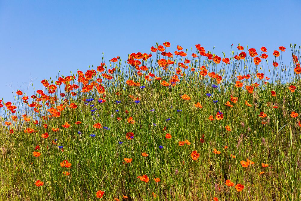 USA-Idaho-Genesee Red Orange poppies art print by Emily M. Wilson for $57.95 CAD