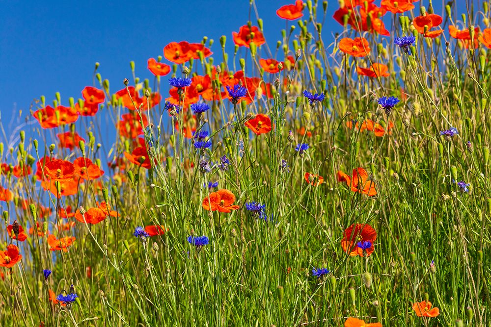 USA-Idaho-Genesee Red Orange poppies art print by Emily M. Wilson for $57.95 CAD