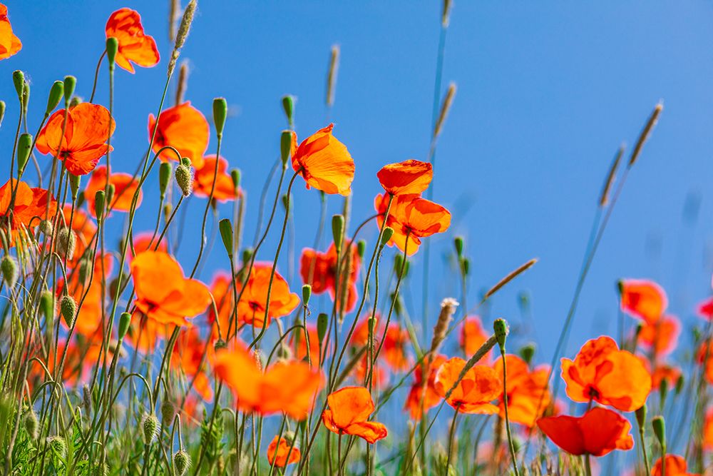 USA-Idaho-Genesee Red Orange poppies art print by Emily M. Wilson for $57.95 CAD