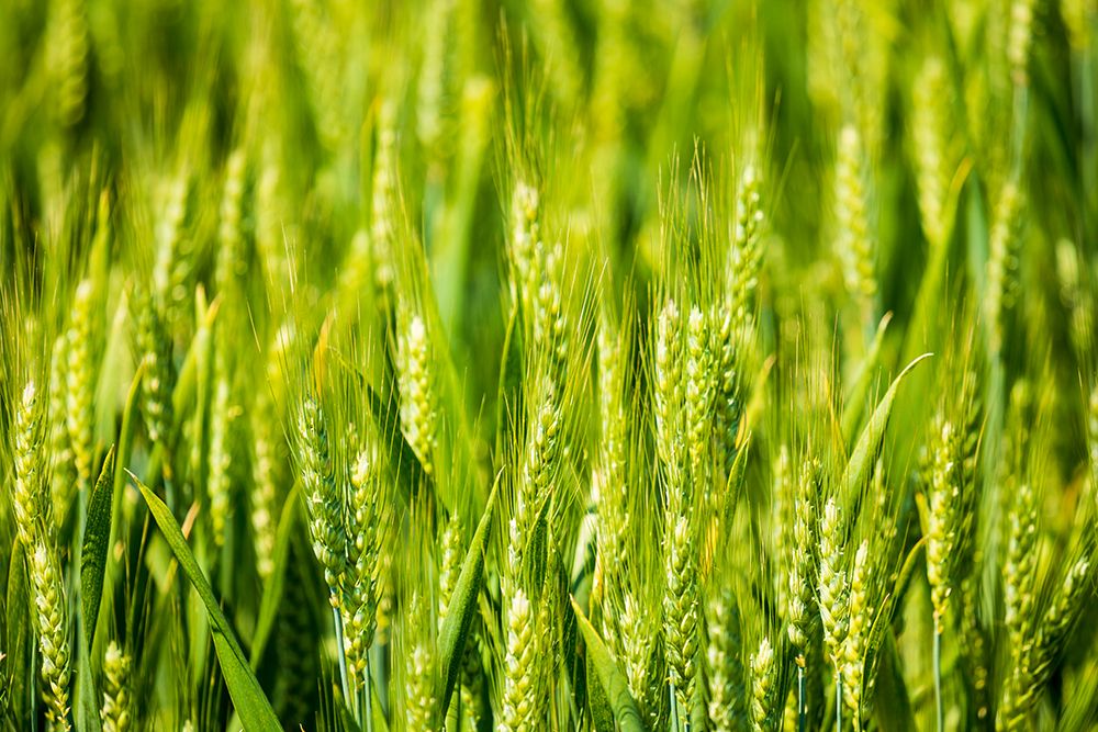USA-Idaho-Genesee Green wheat fields art print by Emily M. Wilson for $57.95 CAD