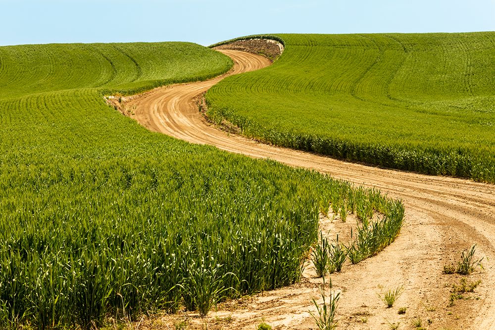 USA-Idaho-Genesee Green wheat fields Dirt road art print by Emily M. Wilson for $57.95 CAD