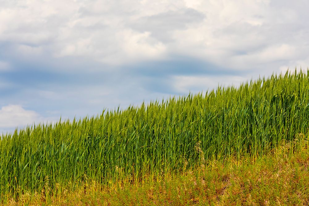 USA-Idaho-Genesee Green wheat fields art print by Emily M. Wilson for $57.95 CAD