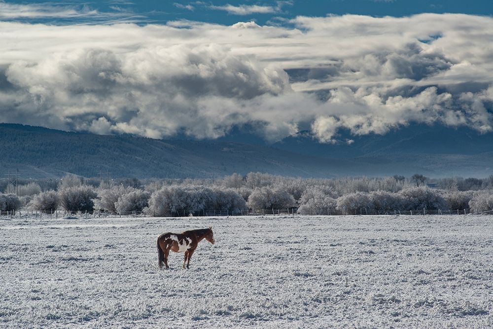 Horse grazing in winter with Bighole Mountains in the distance-Teton Valley-Idaho art print by Howie Garber for $57.95 CAD