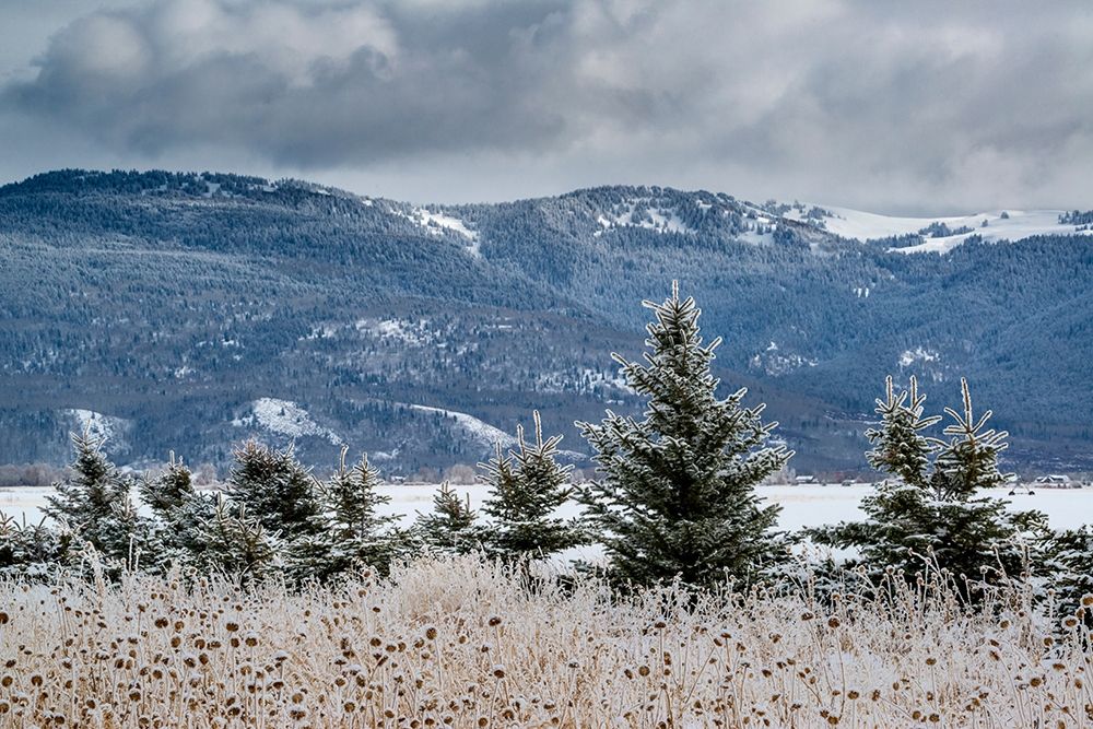Evergreen trees in winter with Teton Mountains in distance-Driggs-Idaho art print by Howie Garber for $57.95 CAD