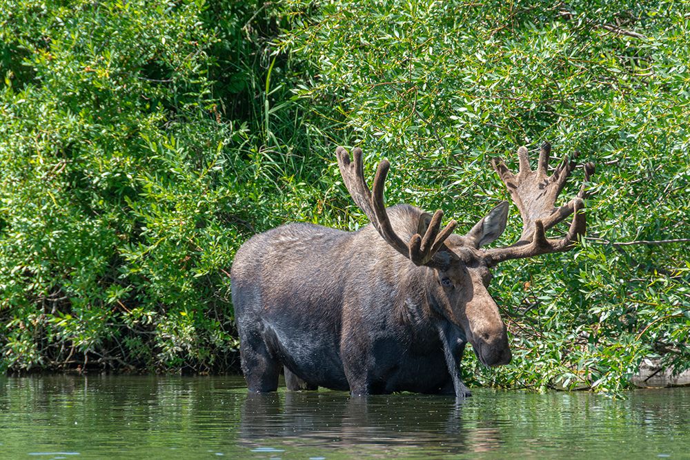 USA-Idaho-Bull Moose in Teton River art print by Howie Garber for $57.95 CAD