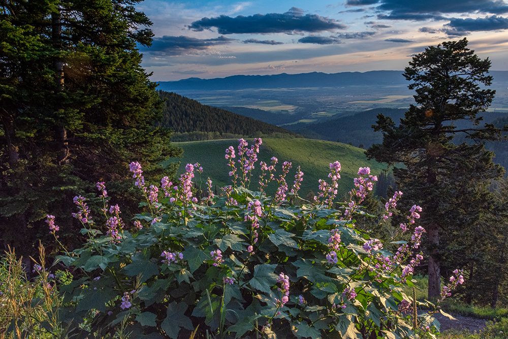 USA-Idaho-Mountain Globemallow and view of Teton Valley art print by Howie Garber for $57.95 CAD