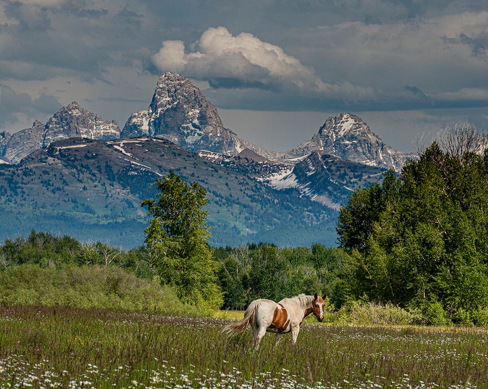 USA-Idaho Horse grazing in meadow-view of Grand Teton and Teton Mountains from the West art print by Howie Garber for $57.95 CAD