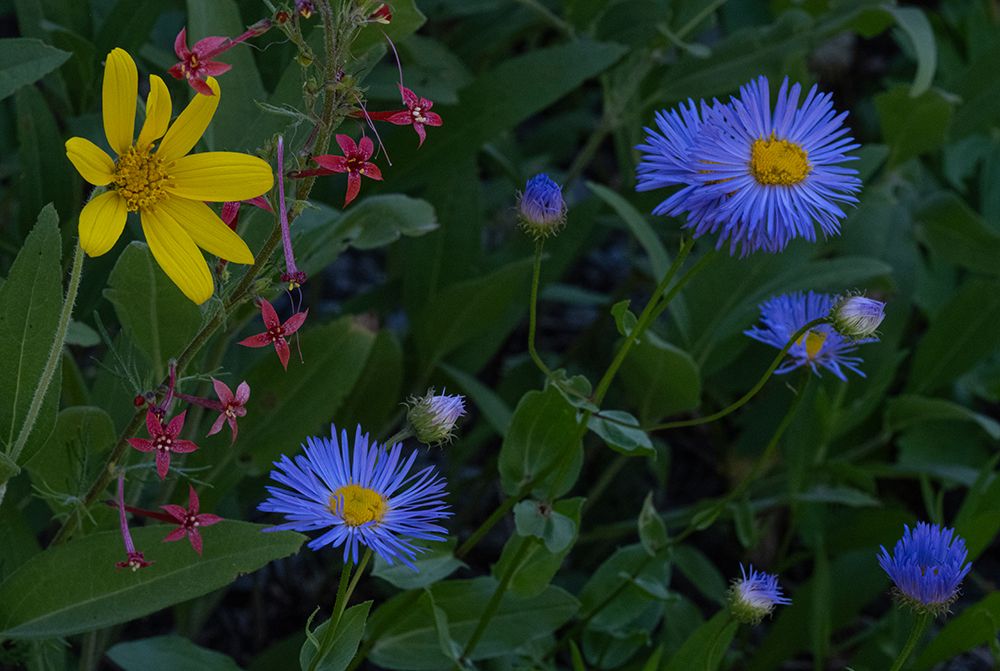 USA, Idaho. Aster and arrowleaf balsamroot wildflowers in Caribou Targhee National Forest art print by Howie Garber for $57.95 CAD