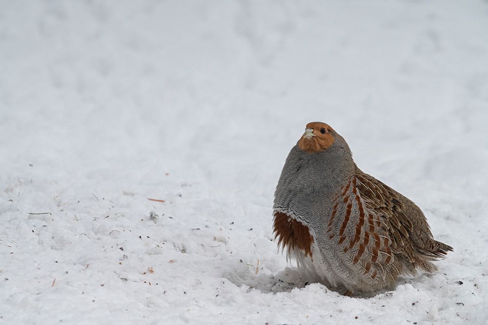 USA, Idaho. Hungarian partridge often visit the dropping from our bird feeders. art print by Howie Garber for $57.95 CAD