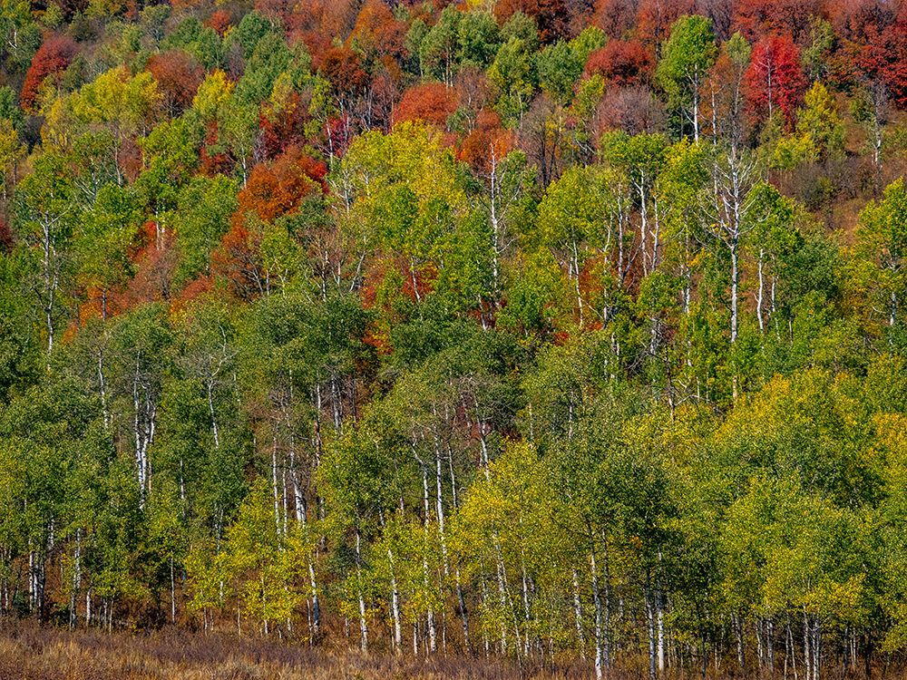 USA-Idaho-Highway 36 west of Liberty and hillsides covered with Canyon Maple and Aspens in autumn art print by Sylvia Gulin for $57.95 CAD