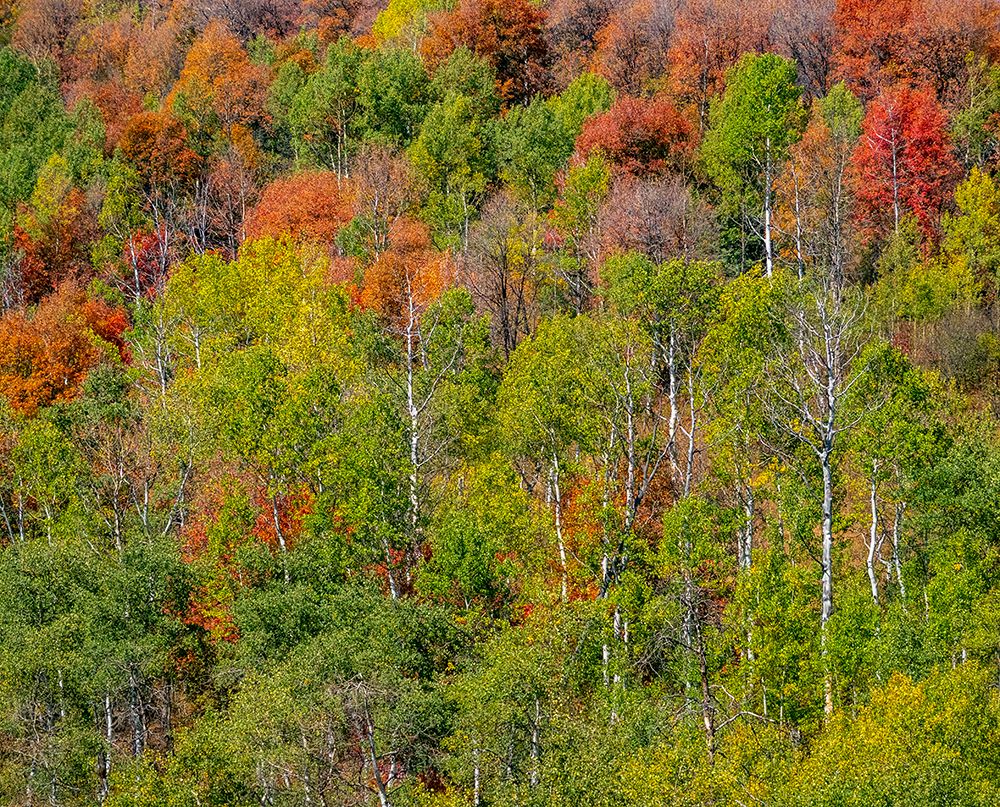 USA-Idaho-Highway 36 west of Liberty and hillsides covered with Canyon Maple and Aspens in autumn art print by Sylvia Gulin for $57.95 CAD