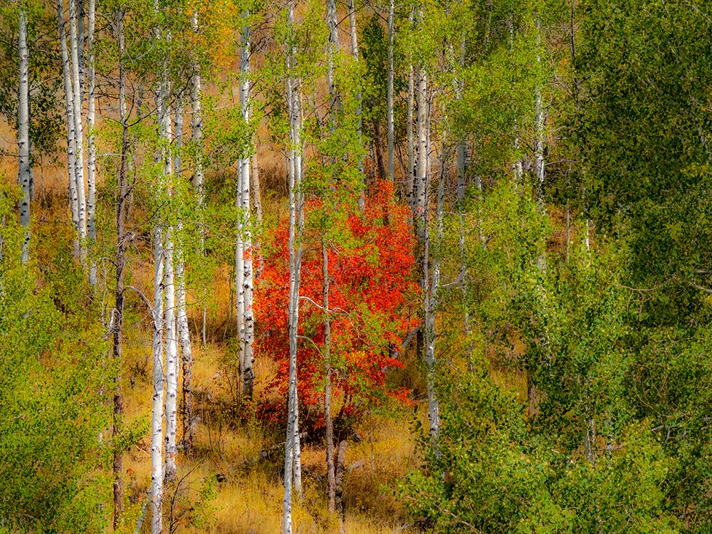USA-Idaho-Highway 36 west of Liberty and hillsides covered with Canyon Maple and Aspens in autumn art print by Sylvia Gulin for $57.95 CAD