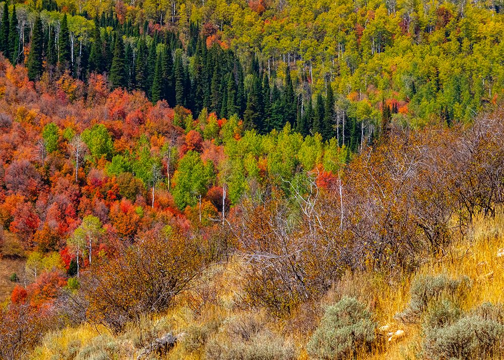USA-Idaho-Highway 36 west of Liberty and hillsides covered with Canyon Maple and Aspens in autumn art print by Sylvia Gulin for $57.95 CAD