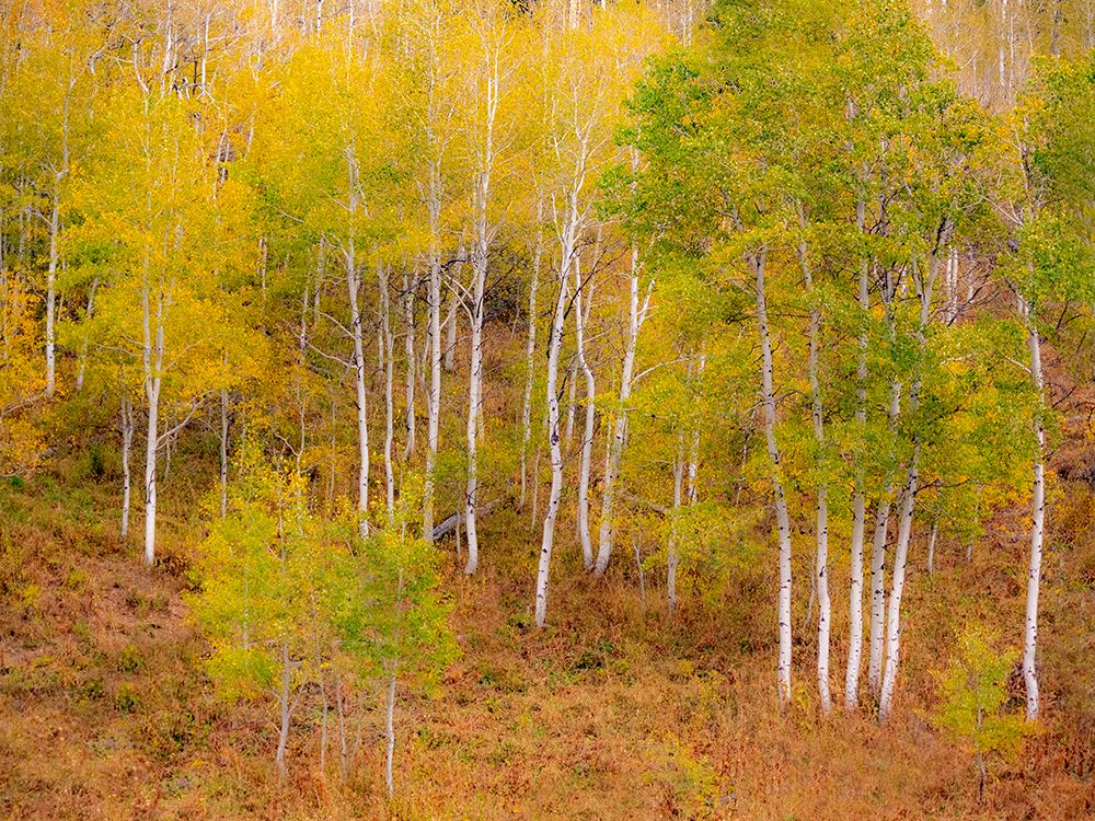 USA-Idaho-Highway 36 west of Liberty and hillsides covered with Aspens in autumn art print by Sylvia Gulin for $57.95 CAD