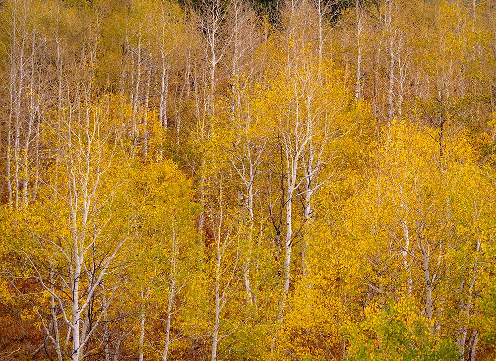 USA-Idaho-Highway 36 west of Liberty and hillsides covered with Aspens in autumn art print by Sylvia Gulin for $57.95 CAD