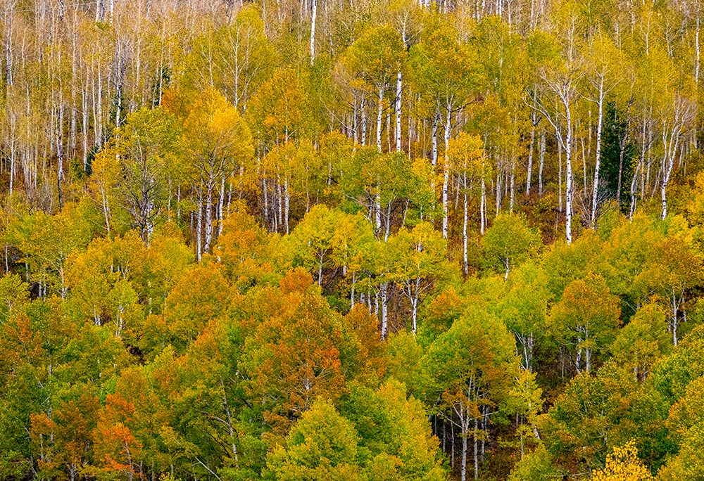 USA-Idaho-Highway 36 west of Liberty and hillsides covered with Aspens in autumn art print by Sylvia Gulin for $57.95 CAD